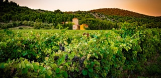 De geschiedenis van rosé wijnen uit de provence